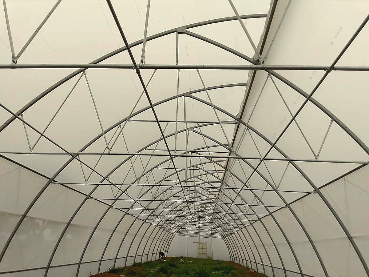 Inside an arched greenhouse frame: galvanised steel hoops and lattice purlins under white film, looking towards the end door