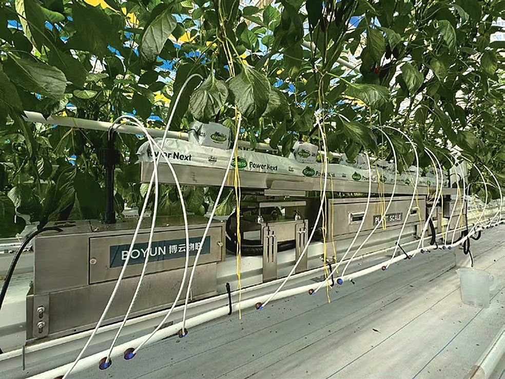 Substrate scale units with drip lines under a raised growing gutter of plants